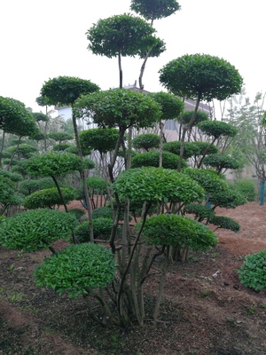 小叶女贞造型树品种大全与种植经营指南