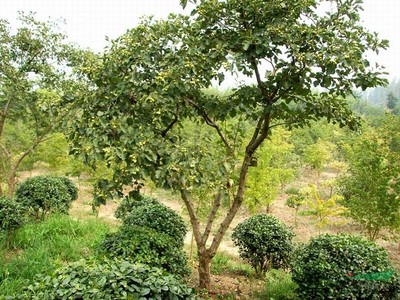 浙江山楂树木种植经营指南