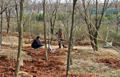 高成活率的秋冬苗木移栽技术，值得收藏！