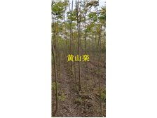 九江市林木种苗中心 打造绿色生态，引领优质树木种植新篇章