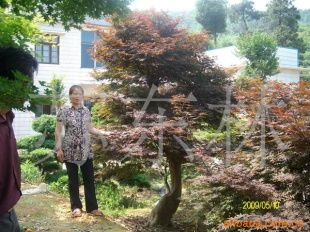 绿化苗木产品列表 | 第255页 精选树木种植指南