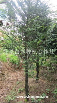 8公分南方红豆杉 绿景苗木种植合作社的专业栽培与价值