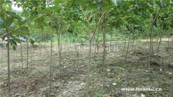 速生樱花 绿景苗木种植合作社的树木种植新机遇