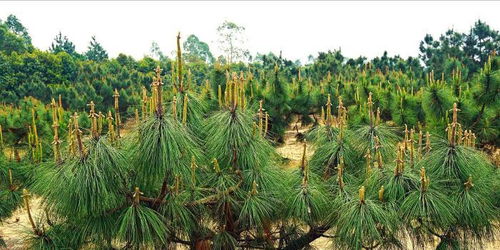 广东推进国家林木种质资源库建设 筑牢南粤生态屏障