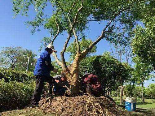 树木移栽后的关键养护管理要点