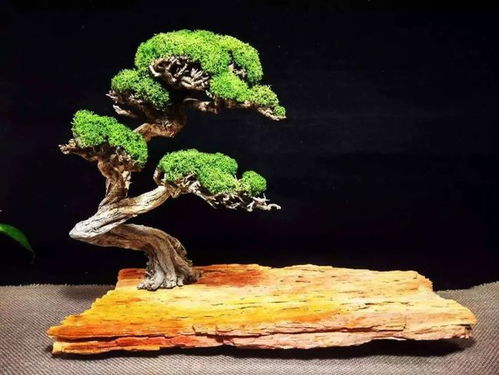 最全树木盆景分类指南 轻松掌握各类植物与造型适配法则