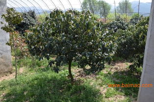 青岛绿化苗木供应专家 先森花卉——打造城市绿化的首选伙伴