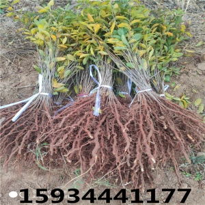 享誉中华 民族品牌的力量与绿色产业的未来