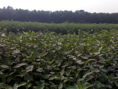 如皋市德华草坪苗木园艺公司 专业打造高品质绿化苗木与草坪