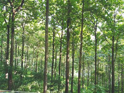 海南林木种质亮家底 资源盘点与树木种植发展策略