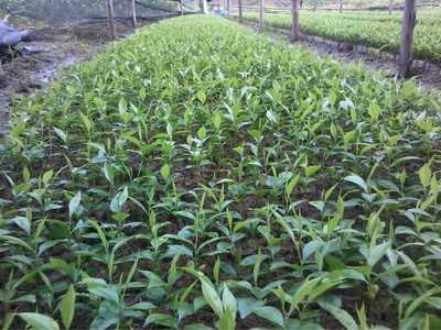 桂花树 芬芳四季的园林瑰宝与种植指南