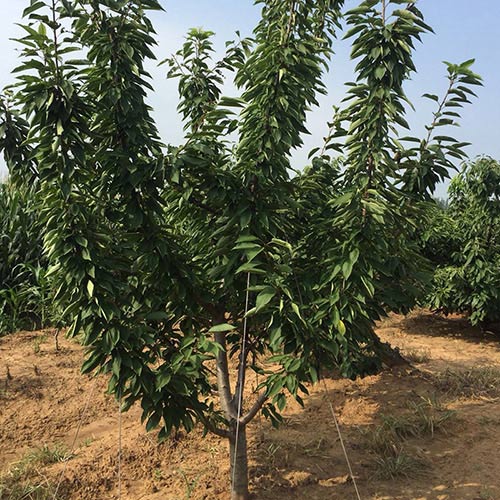 牟平大樱桃种苗选购指南与市场分析