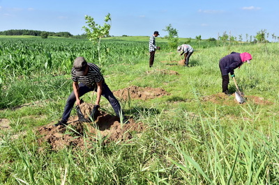 黄河流域高质量发展 中央文件聚焦生态优先，树木种植成为关键一环