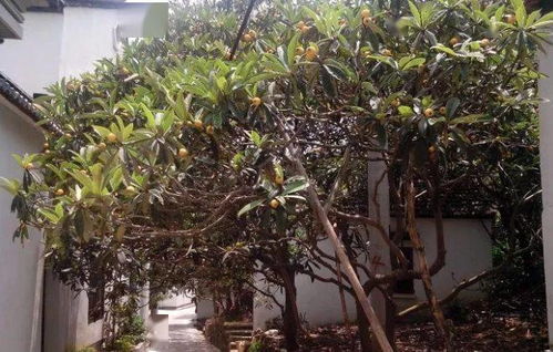 庭院绿意指南 精选花草树木三大类图鉴与种植要诀