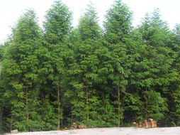 江西省九江县庐山南林木种苗站 优质乡土与景观树种全览