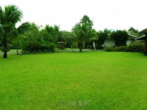 绿化草坪修苗木种植修剪与除草的综合管理