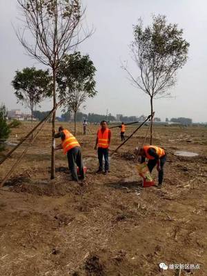 绿色雄安进行时 探访万亩森林公园试验区树木种植现场