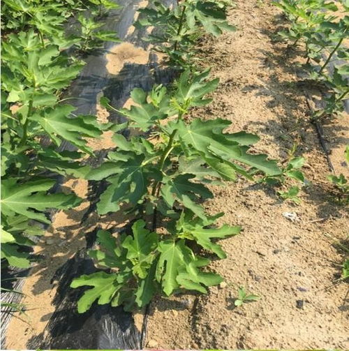 德格华丽无花果树苗品种齐全 煜烁苗木