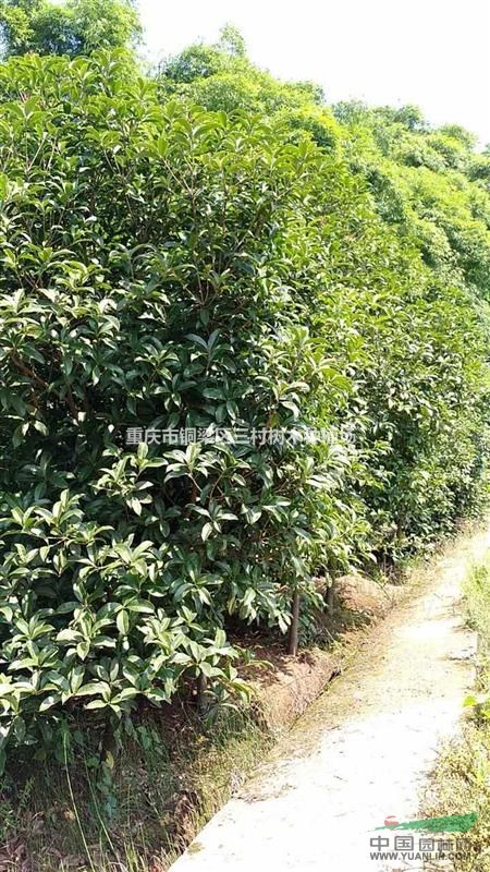 绿意葱茏兴乡村——重庆市铜梁区三村树木种植场发展纪实