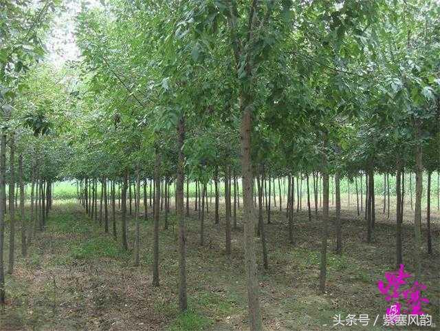 栾树的适生区域与种植技术要点——以保定绿迪源园林为例