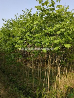 江西无患子 特征、用途与种植经营指南