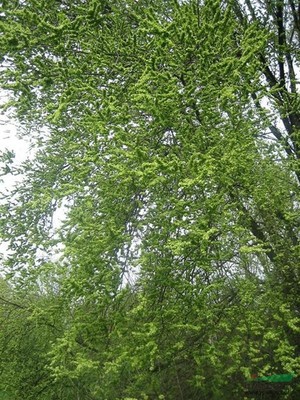 榆树行情报价与图片展示 种植经营指南