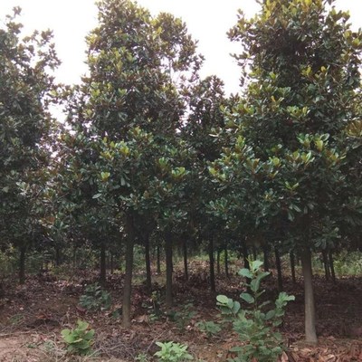 紫玉兰树木的种植与经营指南