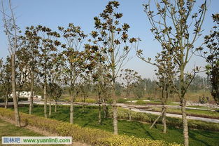 树木栽植技术之树木起挖技术与方法