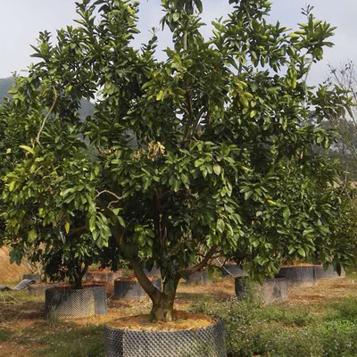 树木种植——从选择到管理的全面指南