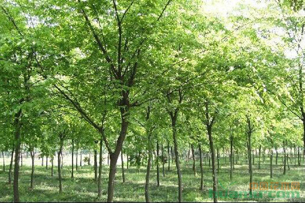 苗木种植避坑指南 拒绝跟风，差异化才是王道